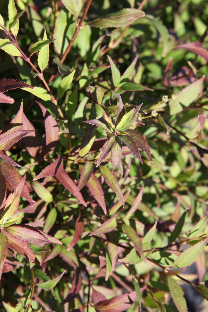 [DGNI25C3] DEUTZIA GRACILIS 'NIKKO' (Pot 3 liter, 25-30 cm)