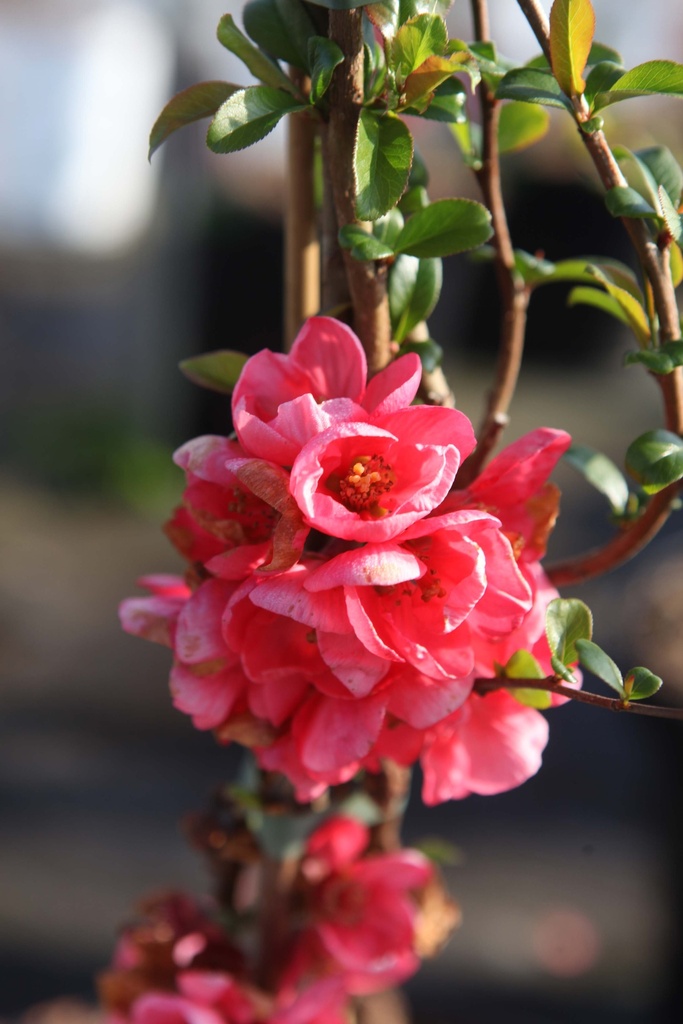 [CSPLA30C3] CHAENOMELES SUPERBA 'PINK LADY' (Pot 3 liter, 30-40 cm)