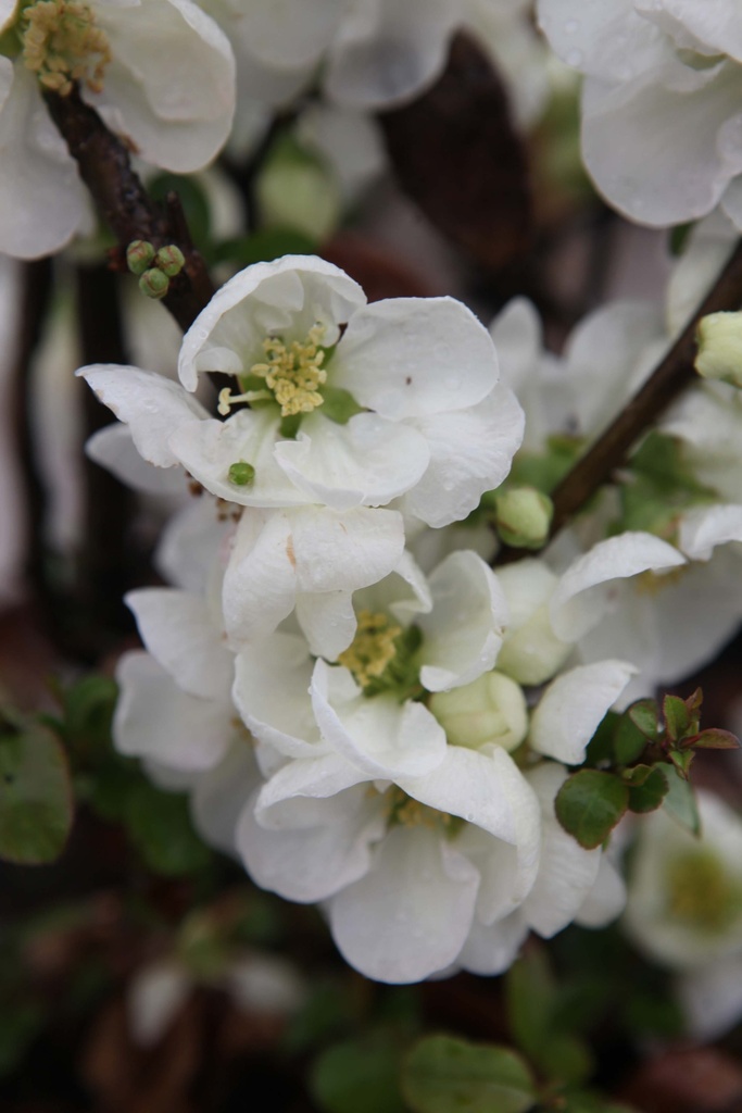 CHAENOMELES SUPERBA 'JET TRAIL'
