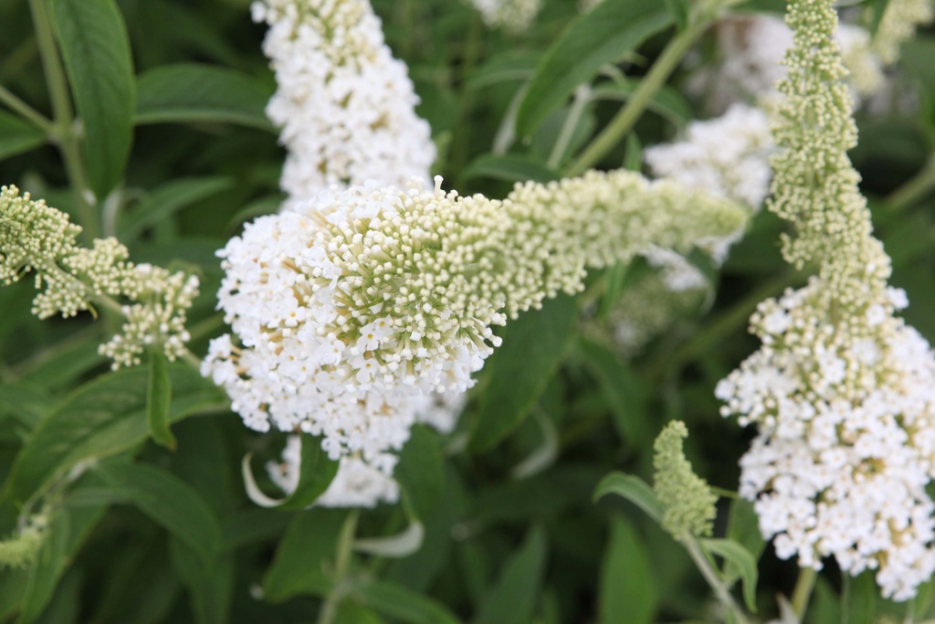 [BDWPR] BUDDLEJA DAVIDII 'WHITE PROFUSION' (Blote wortel, 80-100 cm)