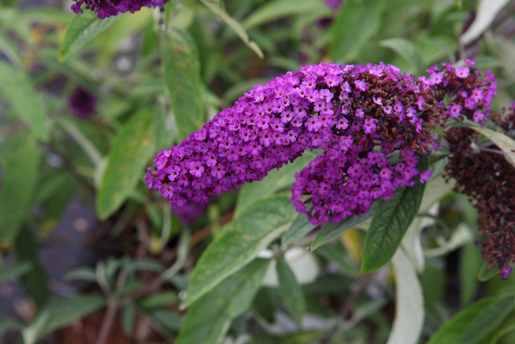 [BDRRE] BUDDLEJA DAVIDII 'ROYAL RED' (Blote wortel, 50-60 cm)