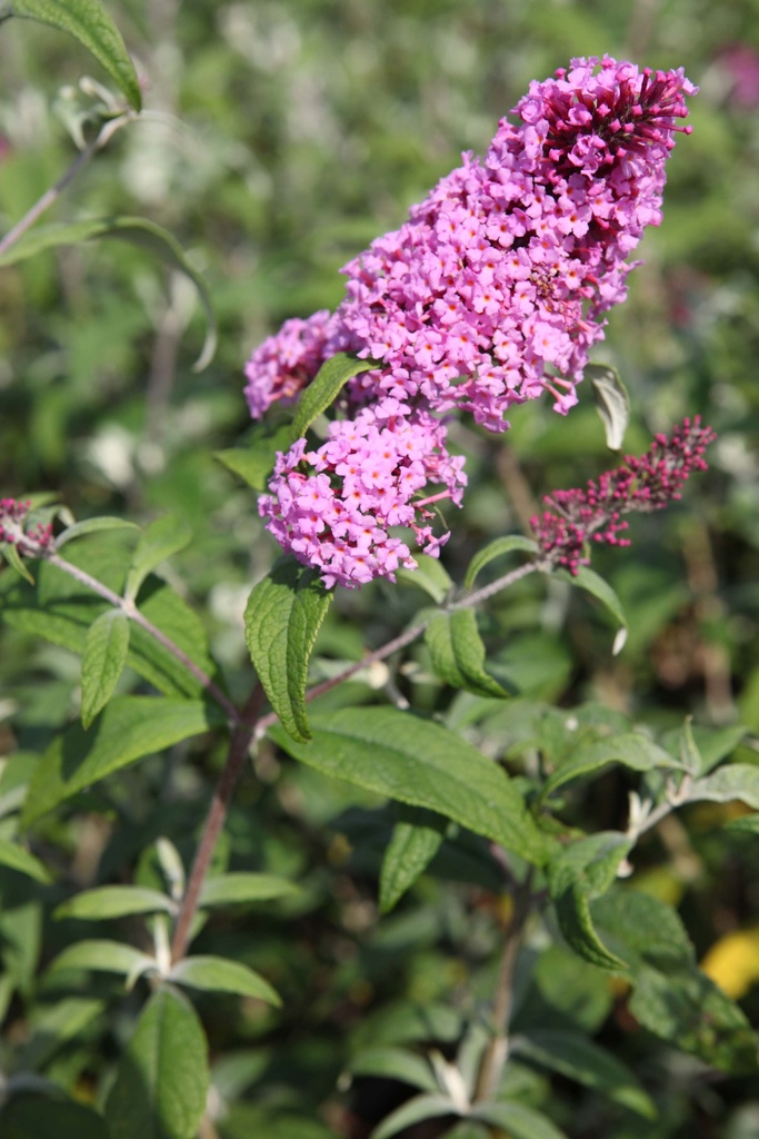 [BDPDE] BUDDLEJA DAVIDII 'PINK DELIGHT' (Blote wortel, 50-60 cm)