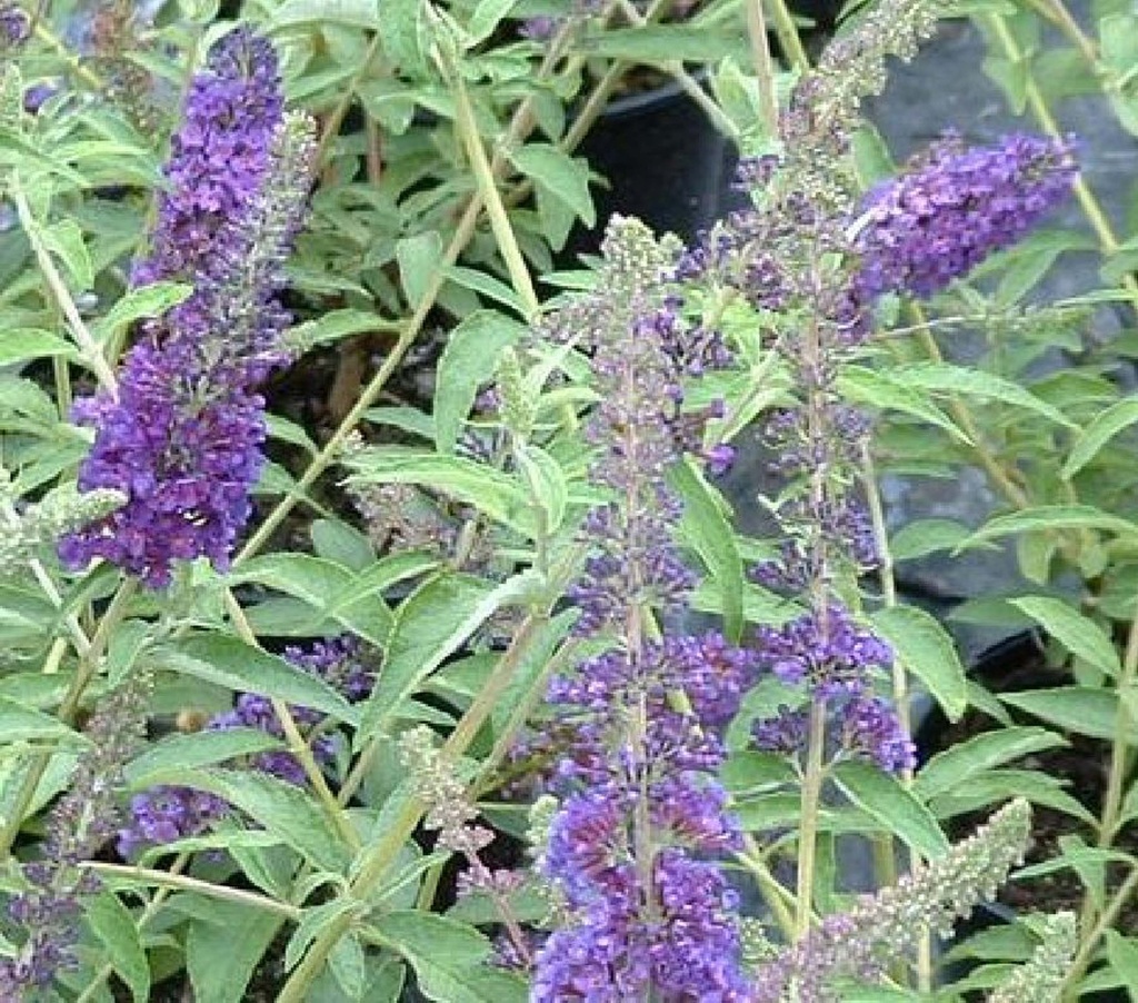 [BDEBL] BUDDLEJA DAVIDII 'EMPIRE BLUE' (Blote wortel, 80-100 cm)