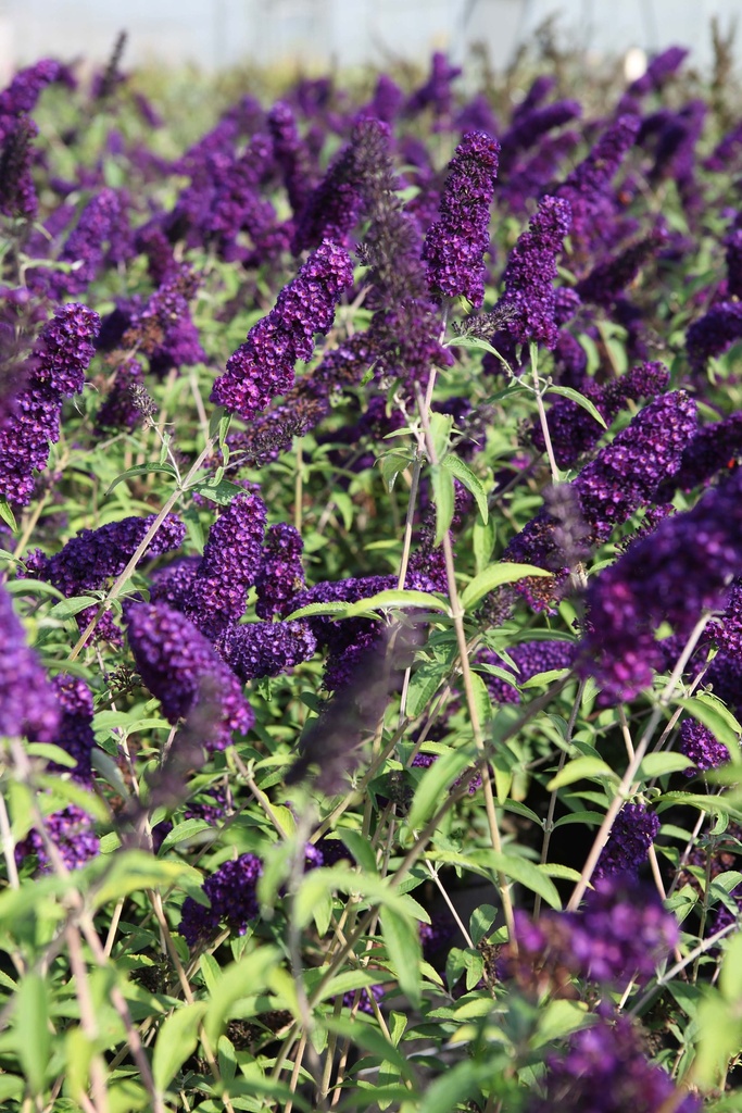 [BDBKN] BUDDLEJA DAVIDII 'BLACK KNIGHT' (Blote wortel, 80-100 cm)