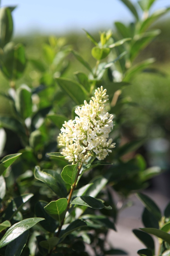 LIGUSTRUM OVALIFOLIUM GREEN DIAMOND