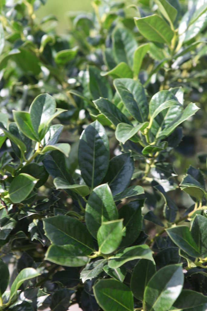 [IATO60KL] ILEX AQUIFOLIUM 'J.C. VAN TOL' (Motte, 60-80 cm)