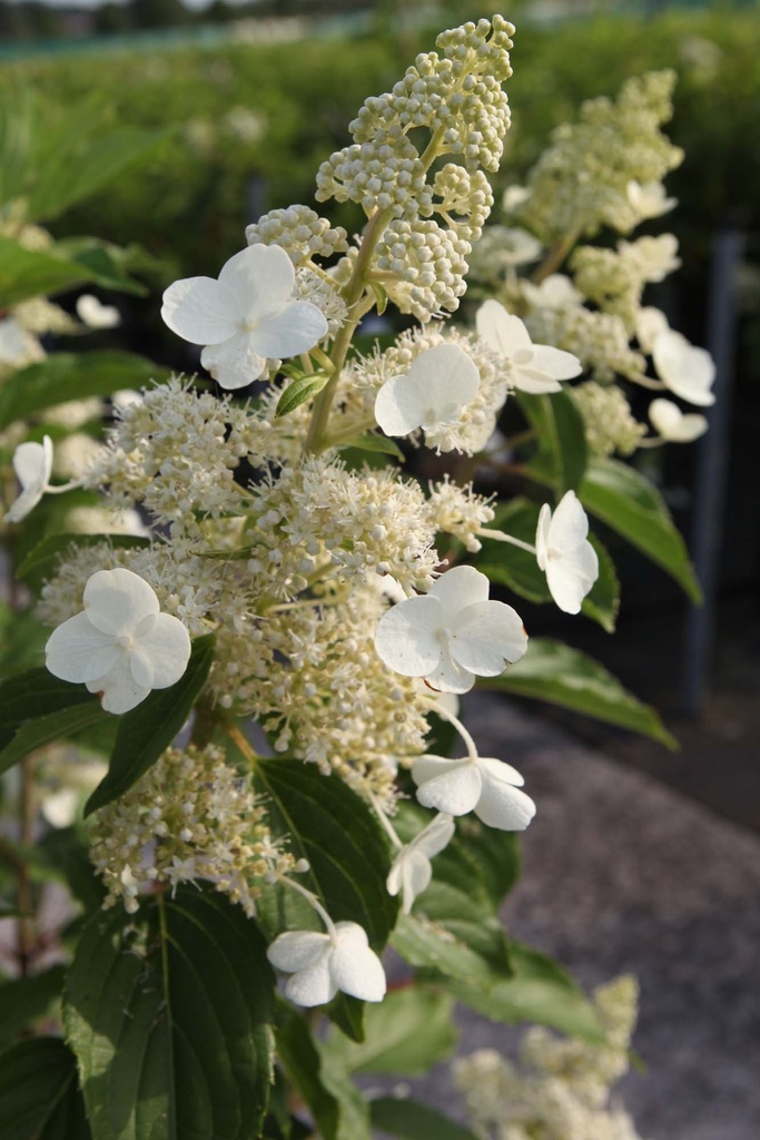 HYDRANGEA PANICULATA 'KYUSHU'