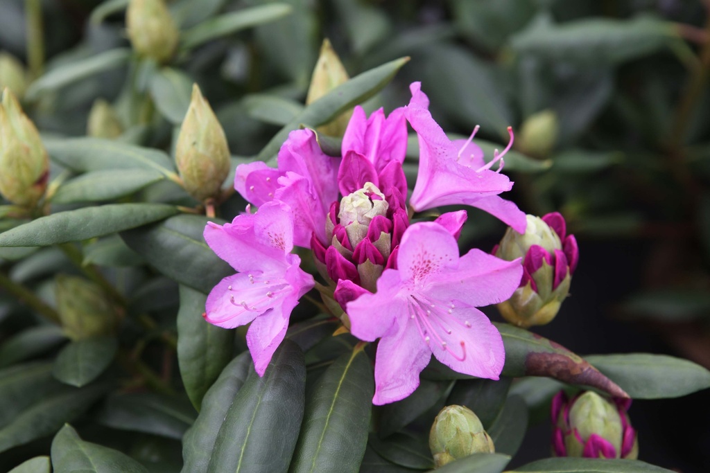 RHODODENDRON 'ROSEUM ELEGANS'