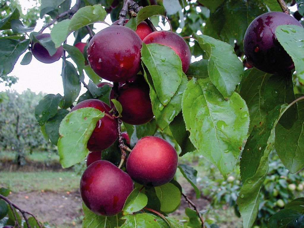ABRIKOOSPRUIM APRIKYRA (R) HALFSTAM