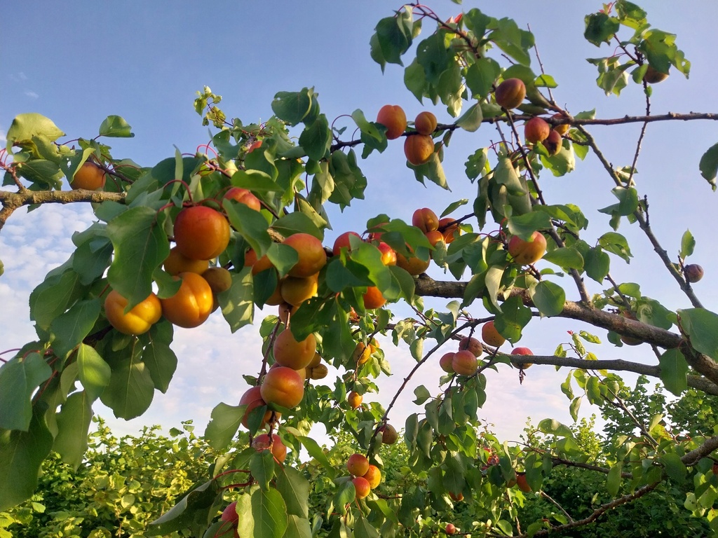 [ABORH] ABRIKOOS 'ORANGERED' HOOGSTAM