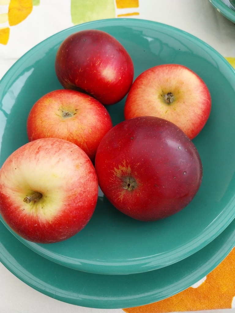 APPELBOOM  'AKANE' HOOGSTAM