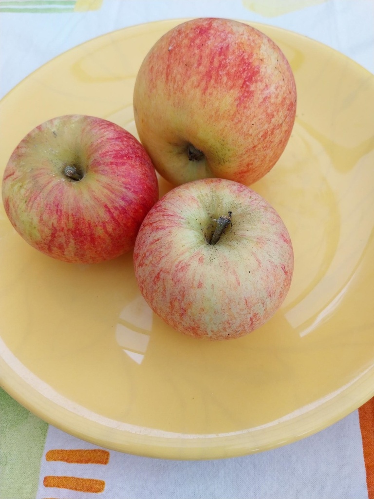 APPELBOOM  'ALKMENE' HOOGSTAM