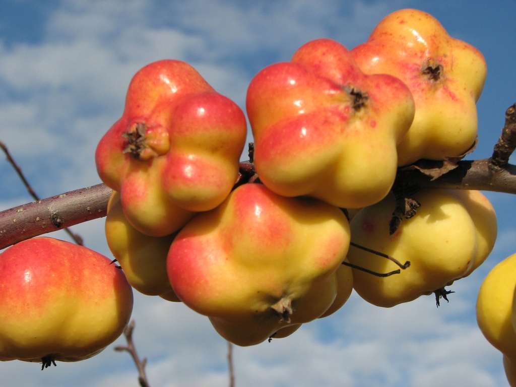 APPELBOOM  'APISTAR' (R) HALFSTAM
