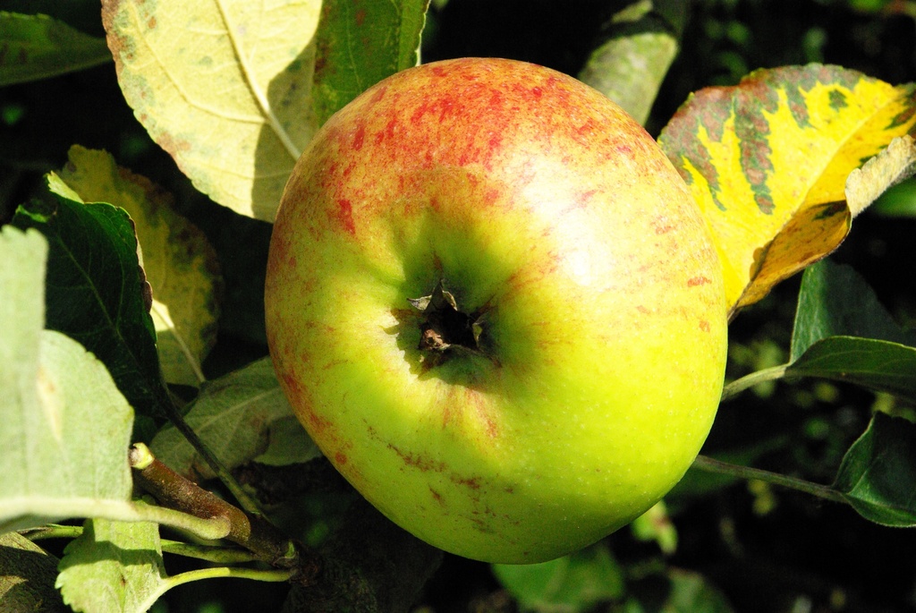 APPELBOOM  BELLEFLEUR A LARGE MOUCHE HALFSTAM