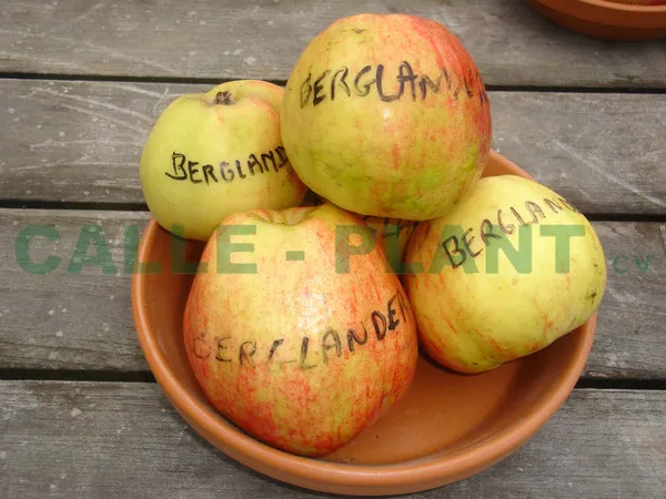 POMMIERSBOOM  'BERGLANDER' HAUT-TIGE