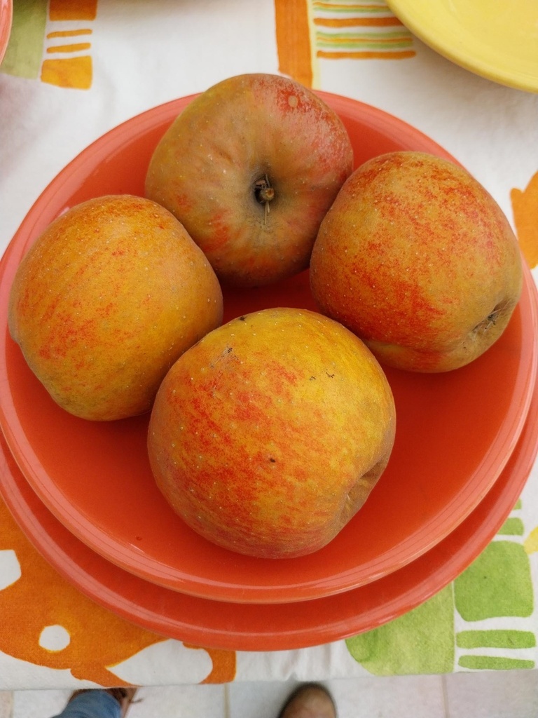 APPELBOOM 'BELLE DE BOSKOOP' LAAGSTAM