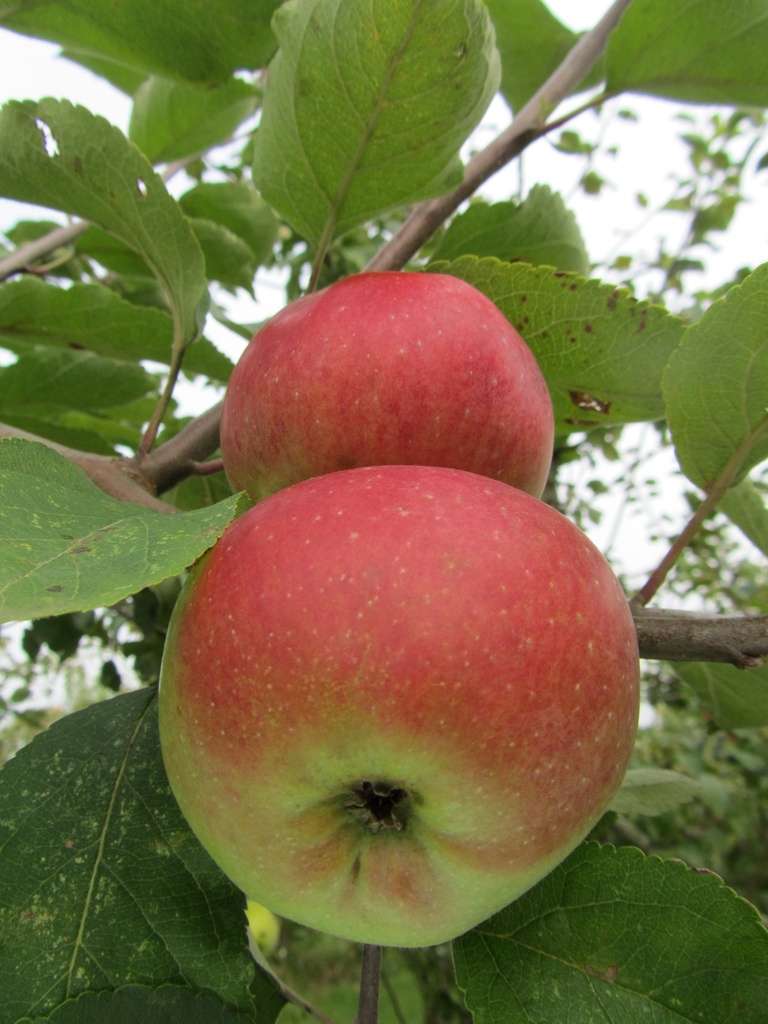 APPELBOOM  'BRABANT BELLEFLEUR' HALFSTAM