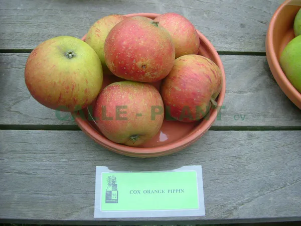 POMMIERSBOOM  'COX'S ORANGE PIPPIN' BASSE-TIGE