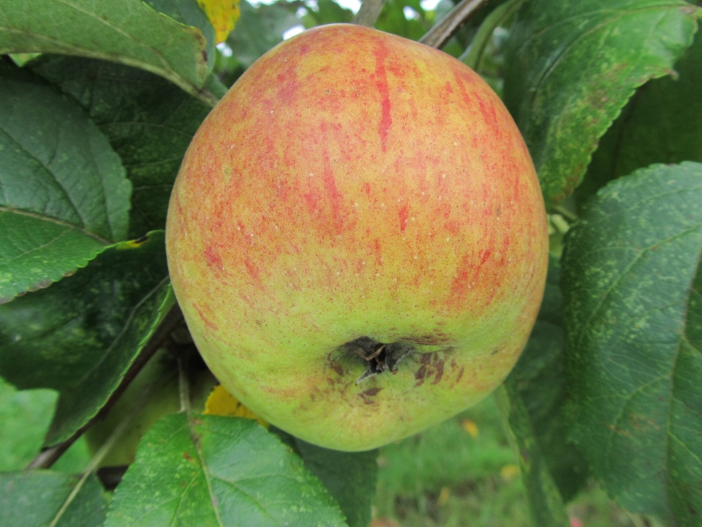 APPELBOOM  'CWASTRESSE DOUBLE' RGF HOOGSTAM