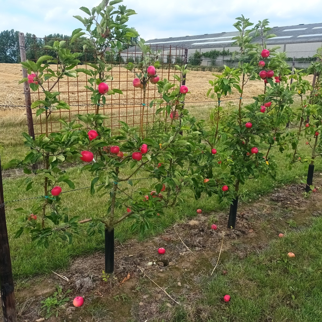 APPELBOOM  'DISCOVERY' JAARSE SNOER