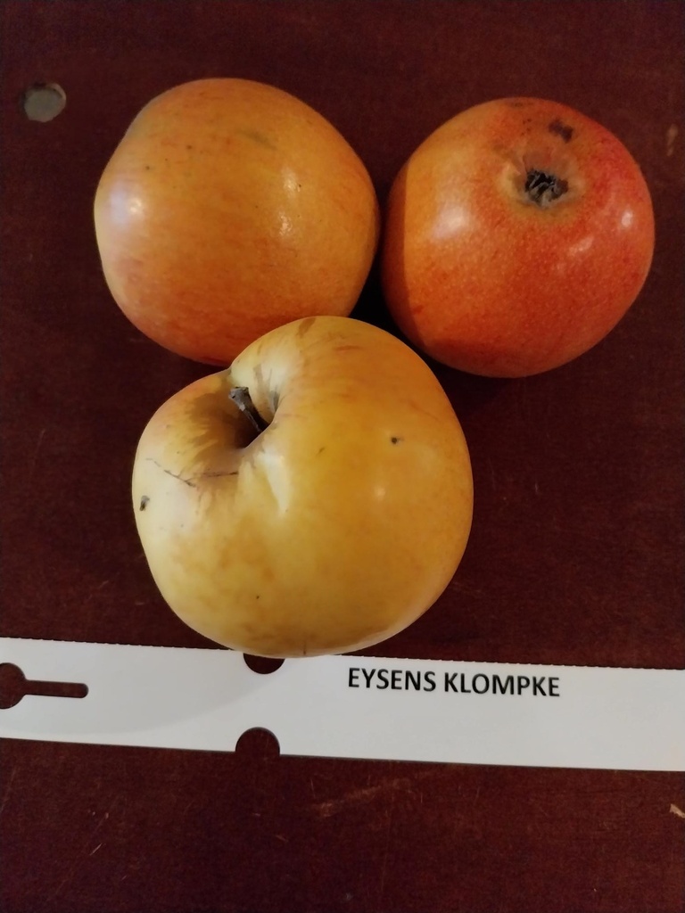 POMMIERSBOOM  'EYSDENS KLOMPKE' BASSE-TIGE