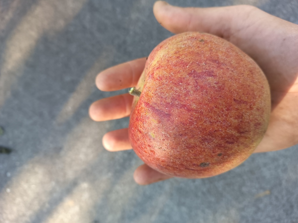 APPELBOOM  'ELLISON'S ORANGE' HALFSTAM