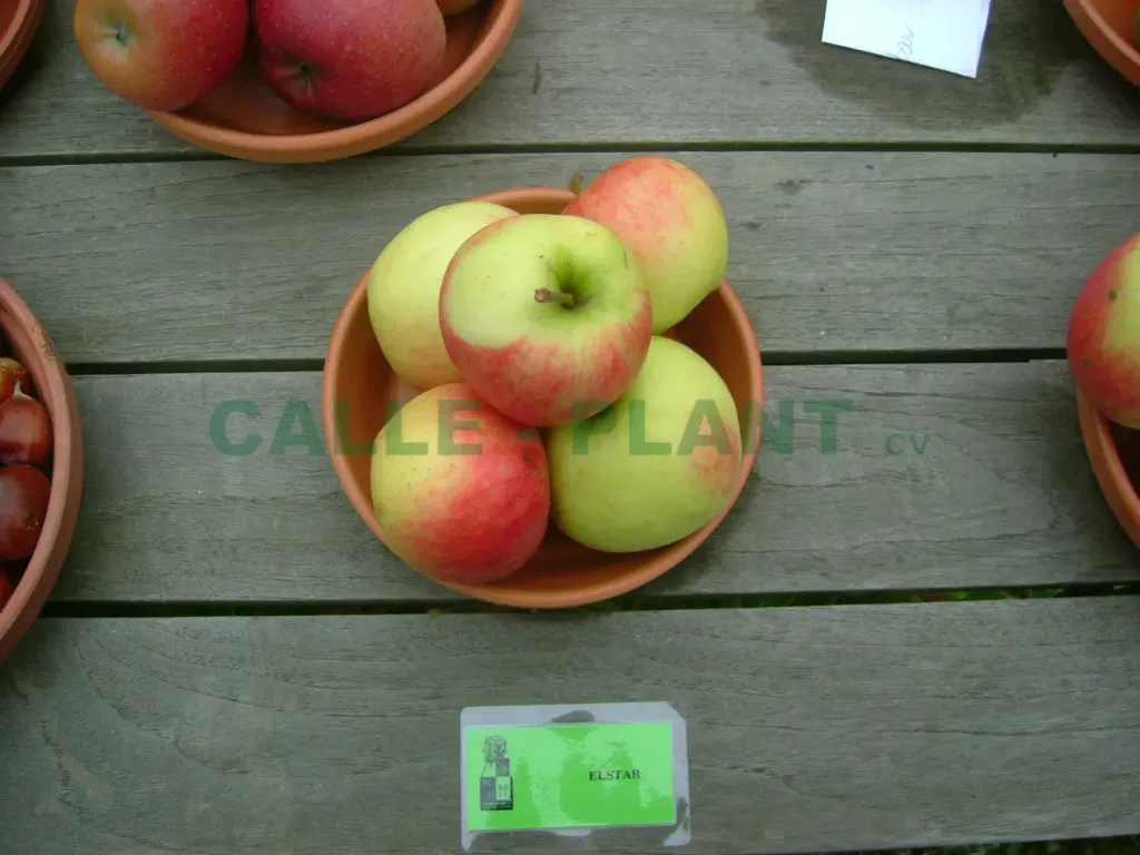 APPELBOOM  'ELSTAR' HALFSTAM