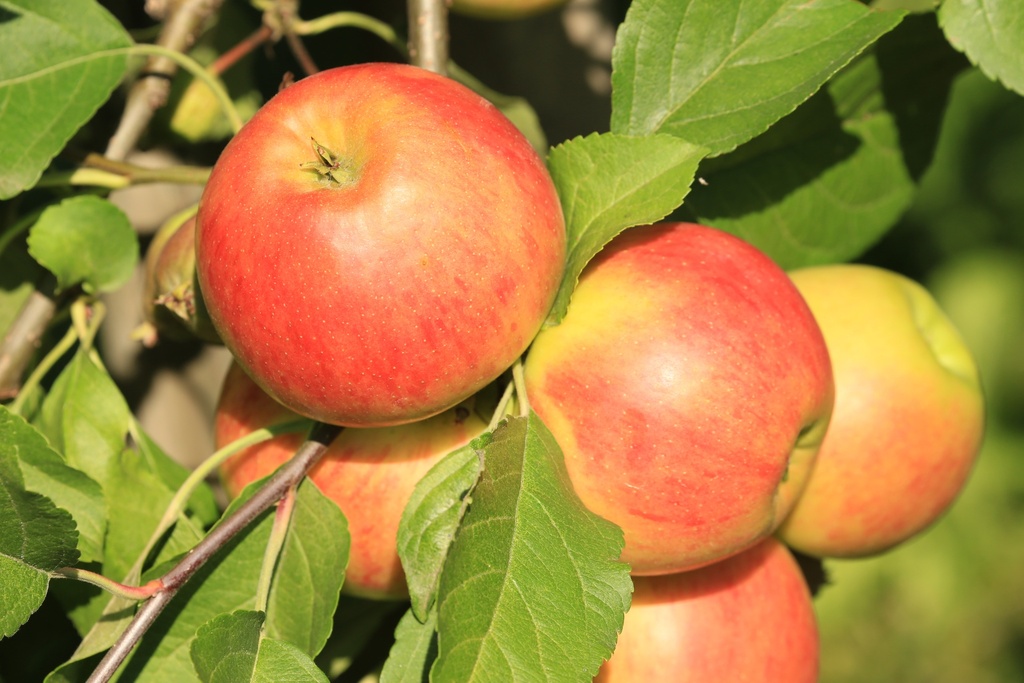 APPELBOOM  GERLINDE (R) LAAGSTAM
