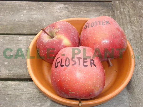 APPELBOOM  'GLOSTER' JAARSE SNOER