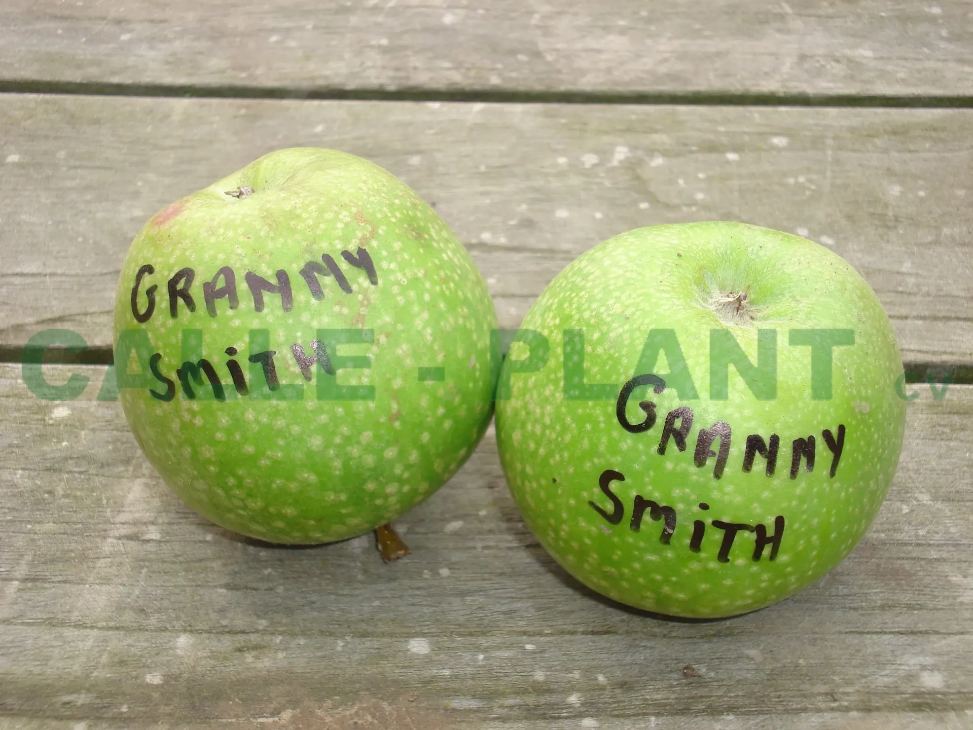 APPELBOOM  'GRANNY SMITH' LAAGSTAM