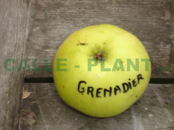 APPELBOOM  'GRENADIER' RGF HALFSTAM