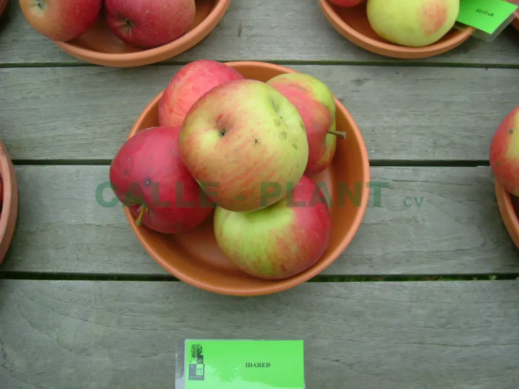 APPELBOOM  'IDARED' JAARSE SNOER