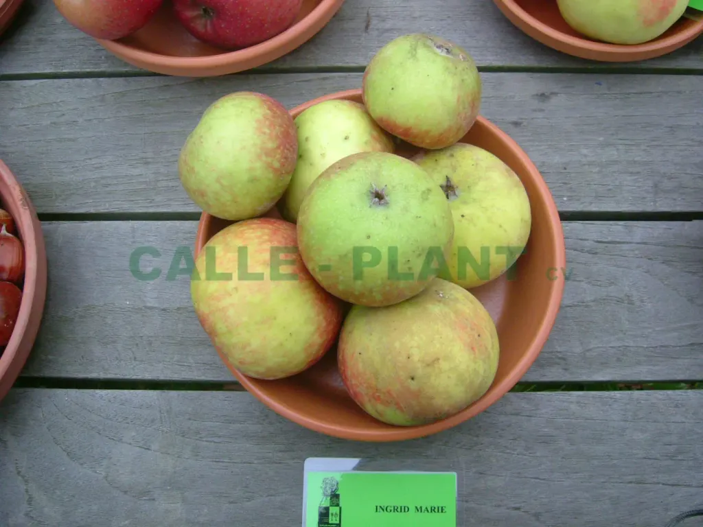 APPELBOOM  'INGRID MARIE' JAARSE SNOER