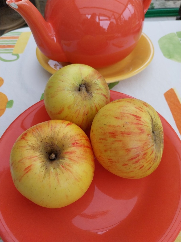 APPELBOOM  'JACQUES LEBEL' HALFSTAM