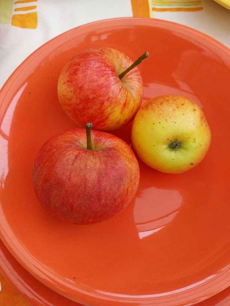 APPELBOOM  'JAMES GRIEVE' JAARSE SNOER