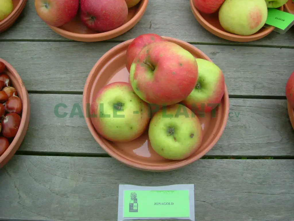 APPELBOOM  'JONAGOLD' LAAGSTAM