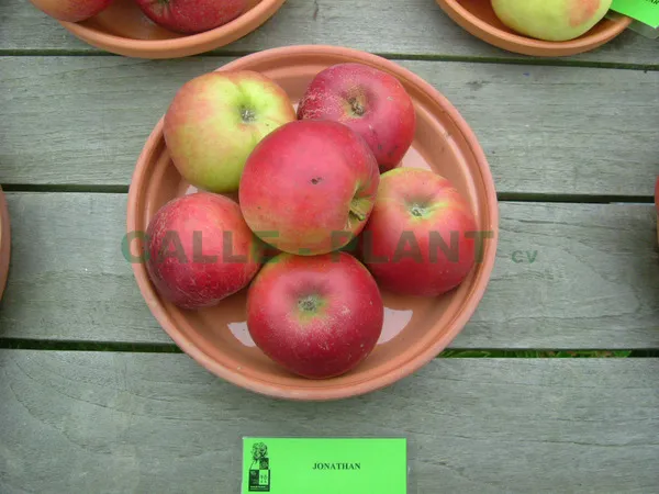 APPELBOOM  'JONATHAN' HALFSTAM