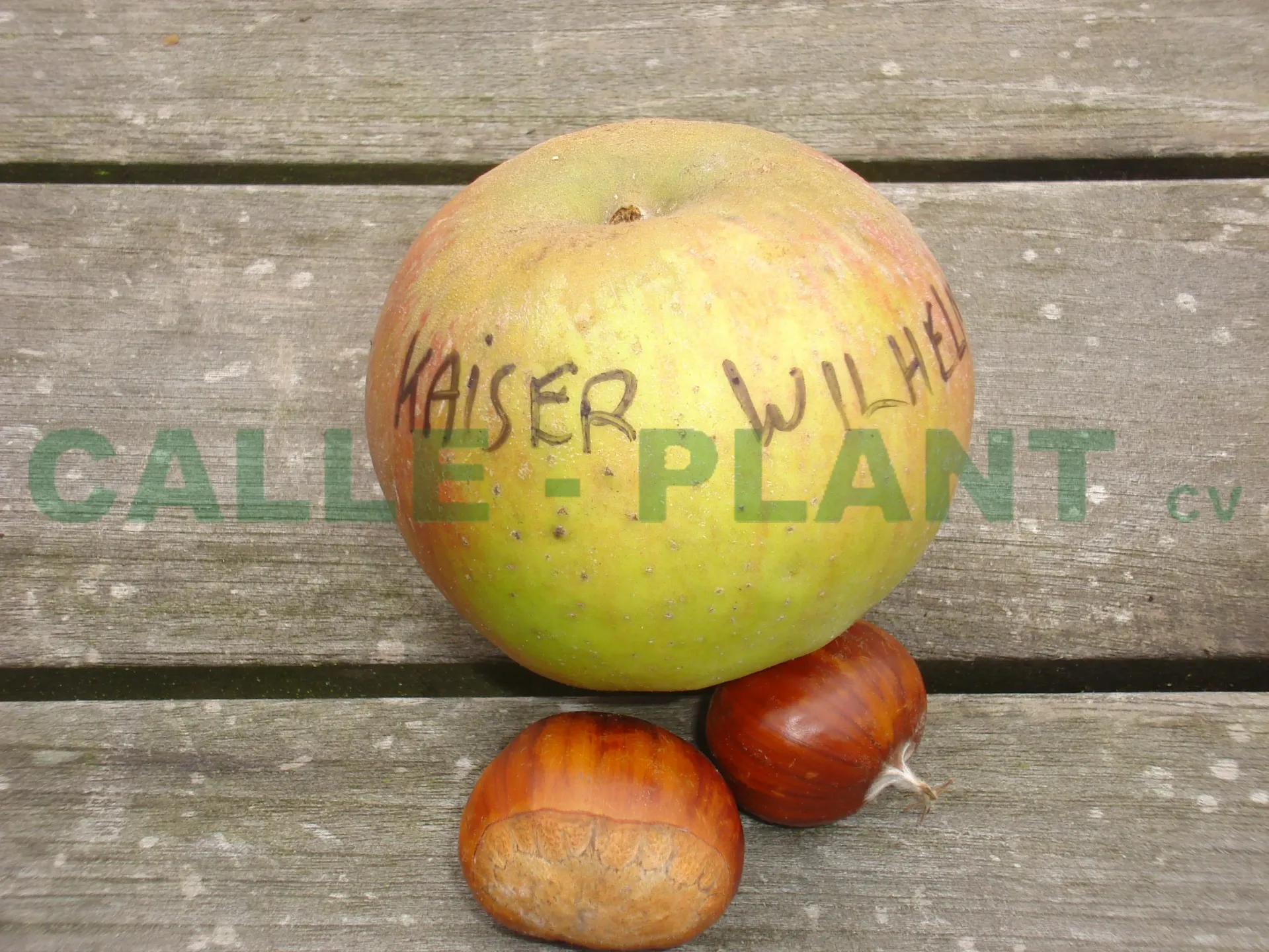 APPELBOOM  'KAISER WILHELM' HALFSTAM