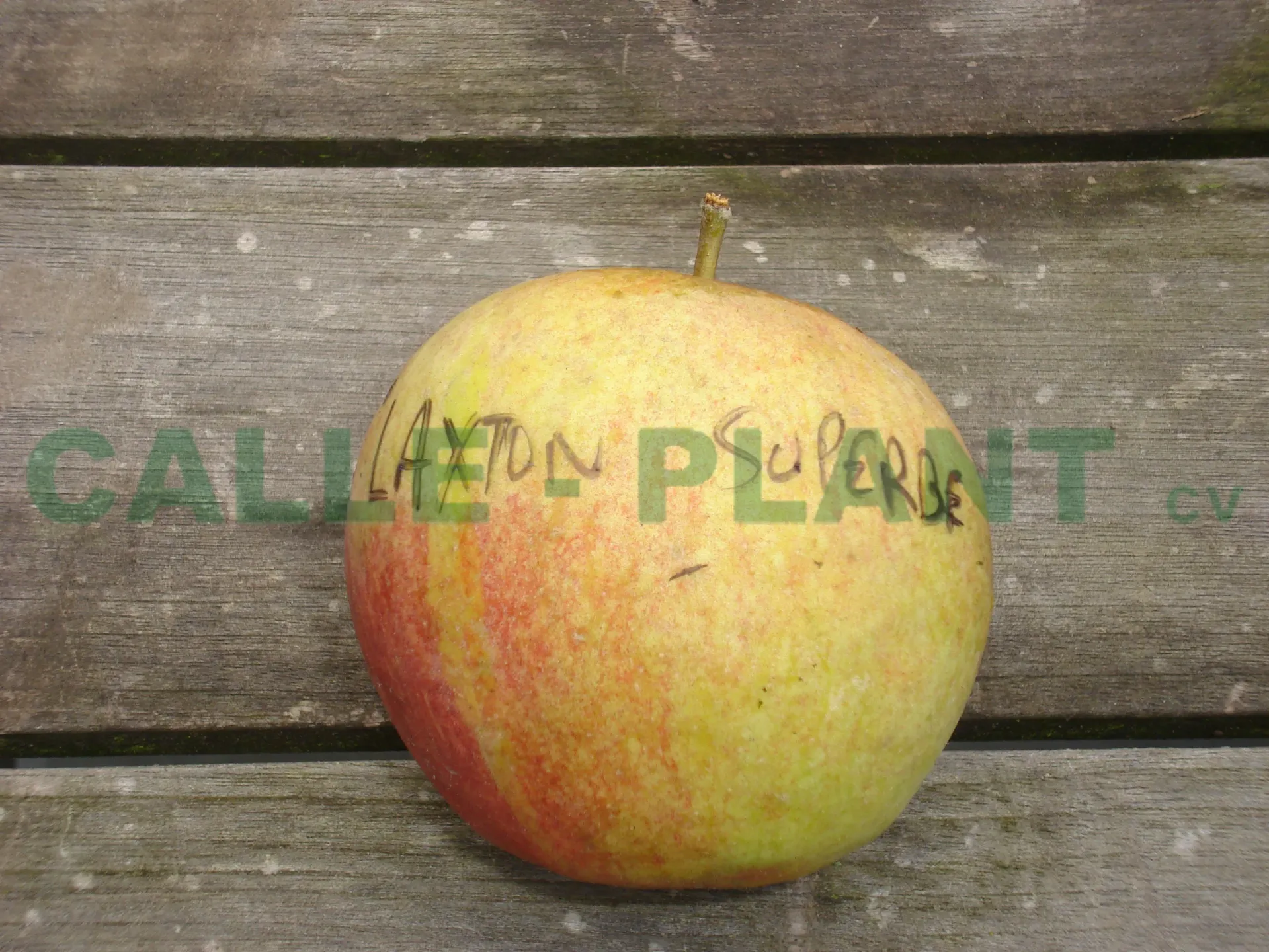 APPELBOOM  'LAXTON'S SUPERB' HALFSTAM