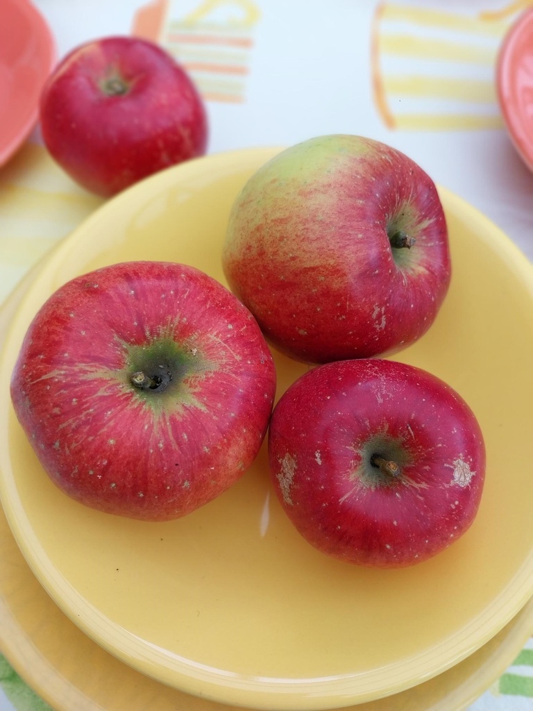 APPELBOOM  'MELROSE' LAAGSTAM
