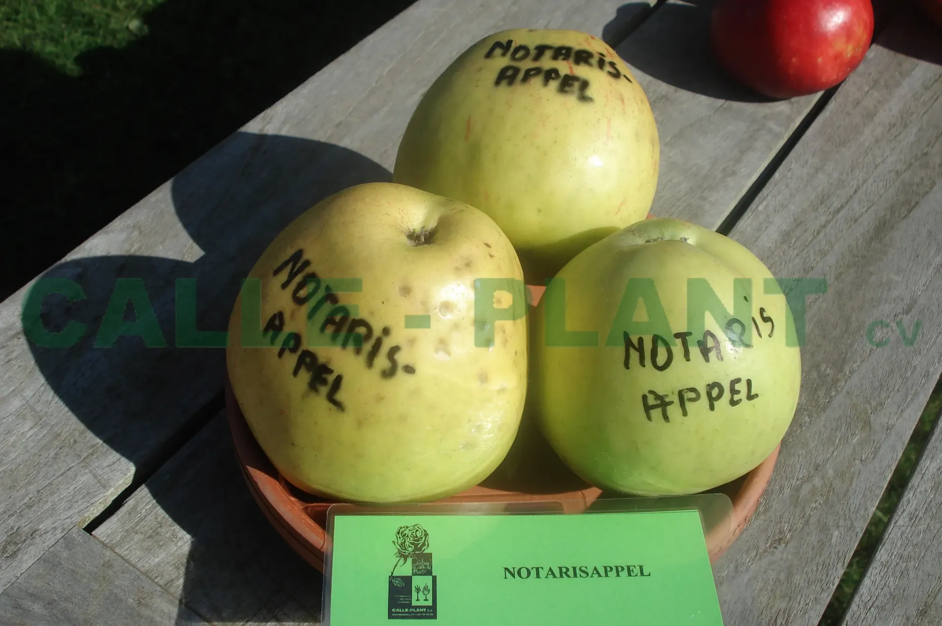APPELBOOM  'NOTARISAPPEL' LAAGSTAM