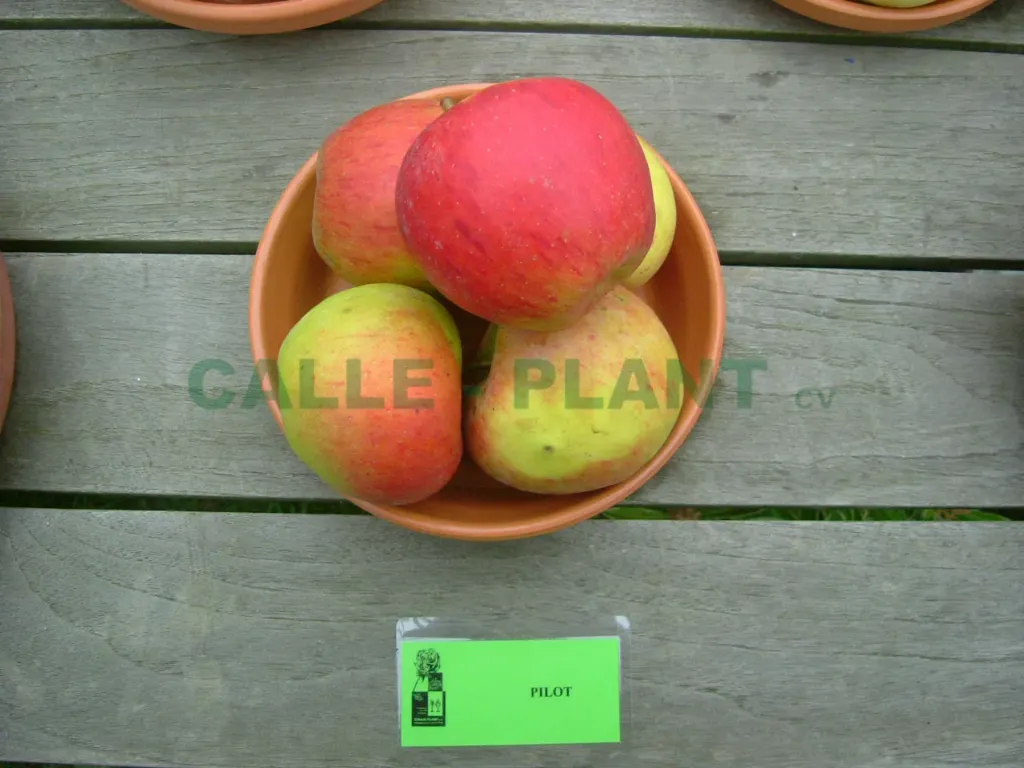 APPELBOOM  'PILOT' LAAGSTAM