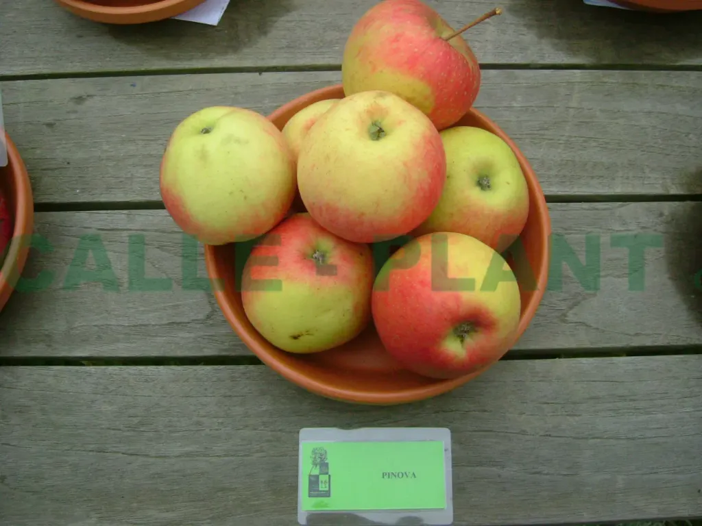 APPELBOOM  'PINOVA' LAAGSTAM