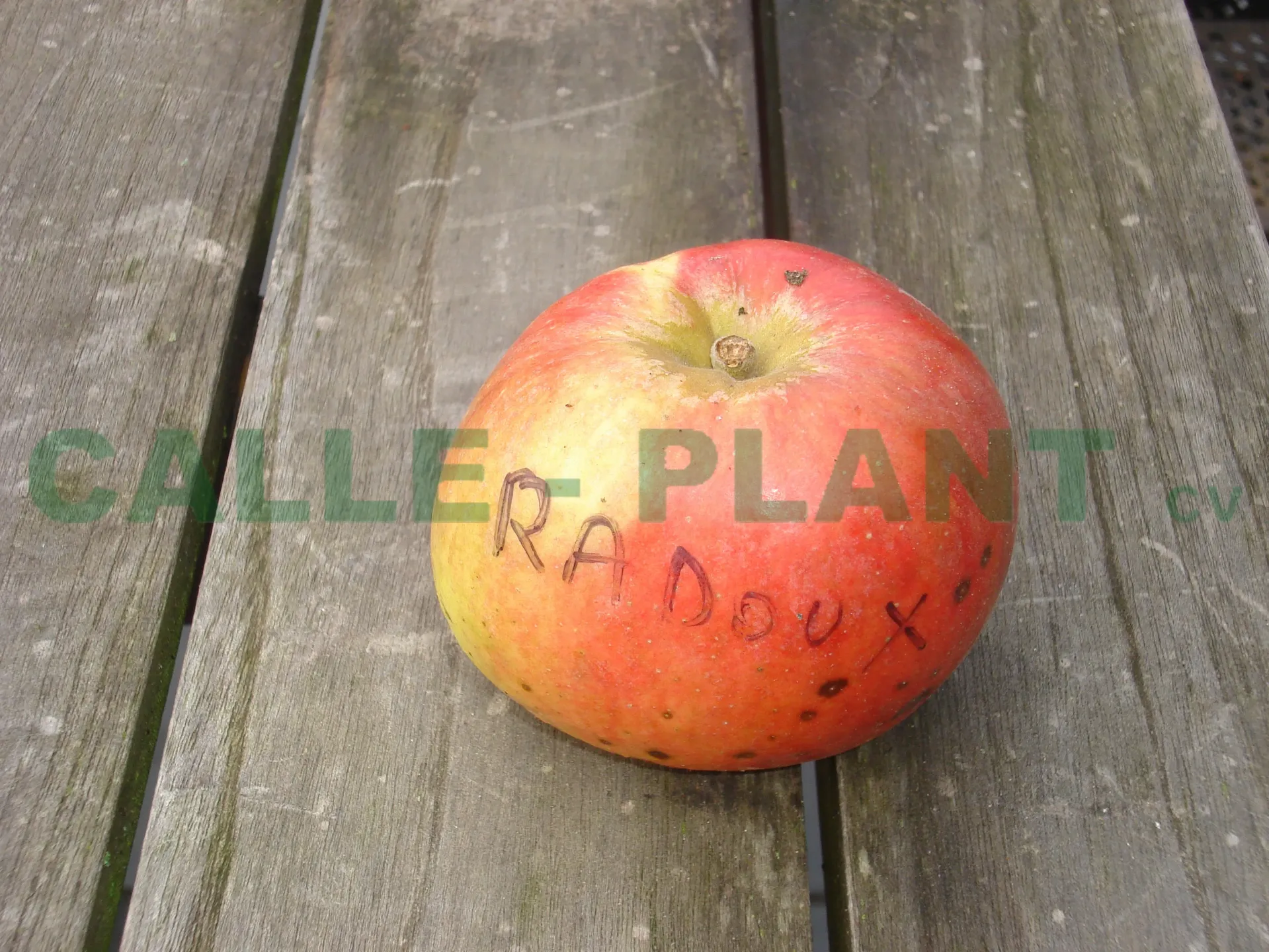 APPELBOOM  'RADOUX' RGF HALFSTAM