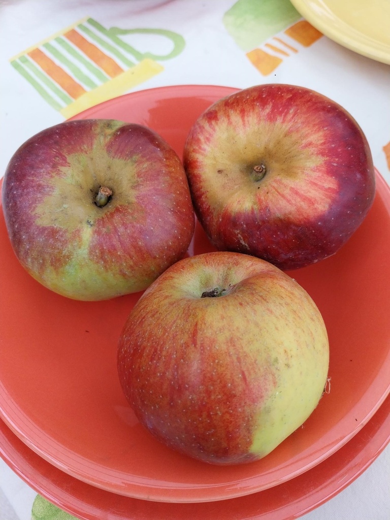 POMMIERSBOOM  'WINTERRAMBOUR' HAUT-TIGE