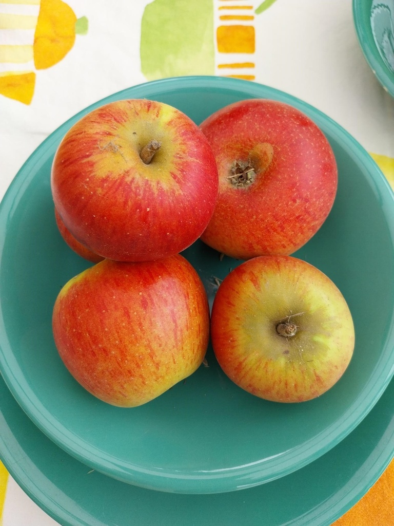 APPELBOOM  'REINE DES REINETTES' HALFSTAM