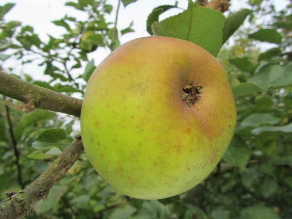 APPELBOOM  'REINETTE BLANCHE DU CANADA' HALFSTAM