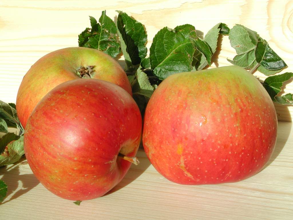 APPELBOOM  'REINETTE DE BLENHEIM' RGF LAAGSTAM