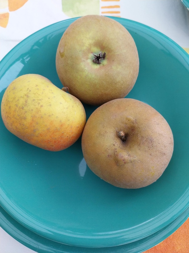 APPELBOOM  'REINETTE DE CHENEE' HALFSTAM