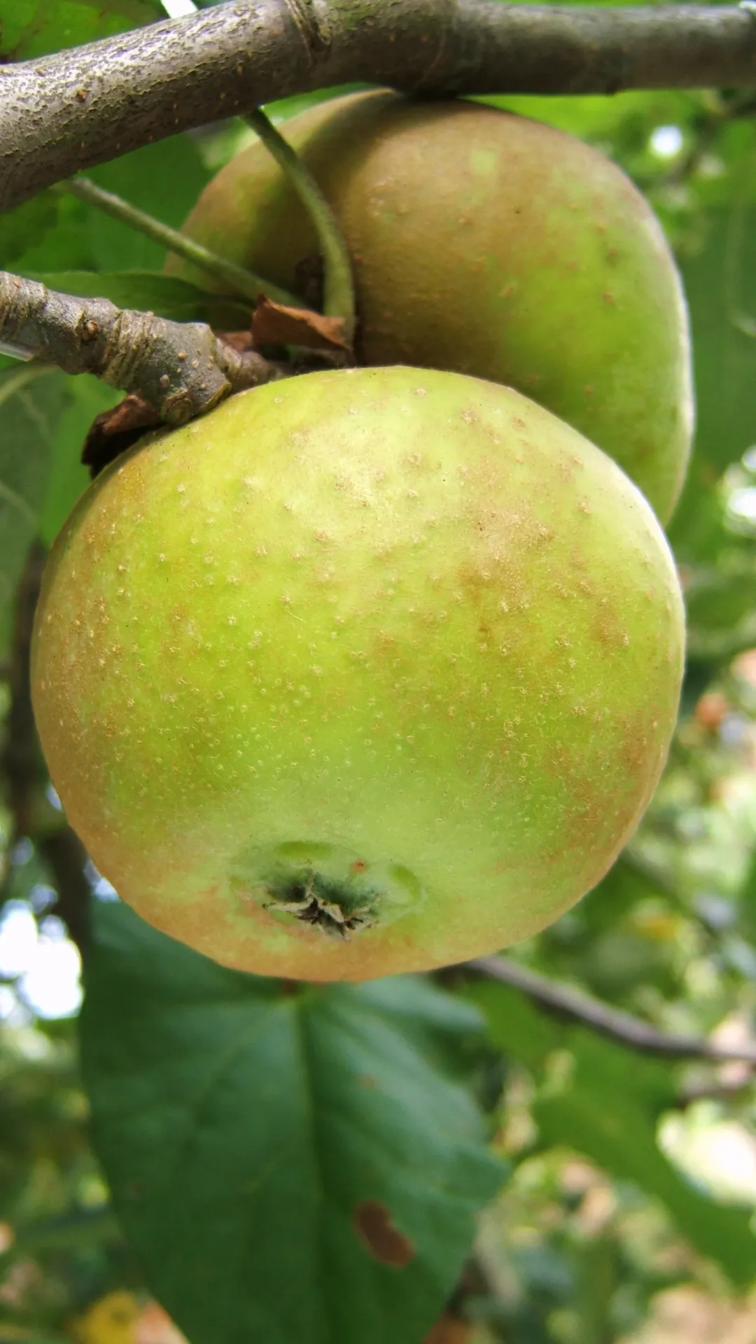 APPELBOOM  'FRANSE RENET' LAAGSTAM